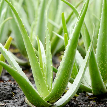 Aloe vera