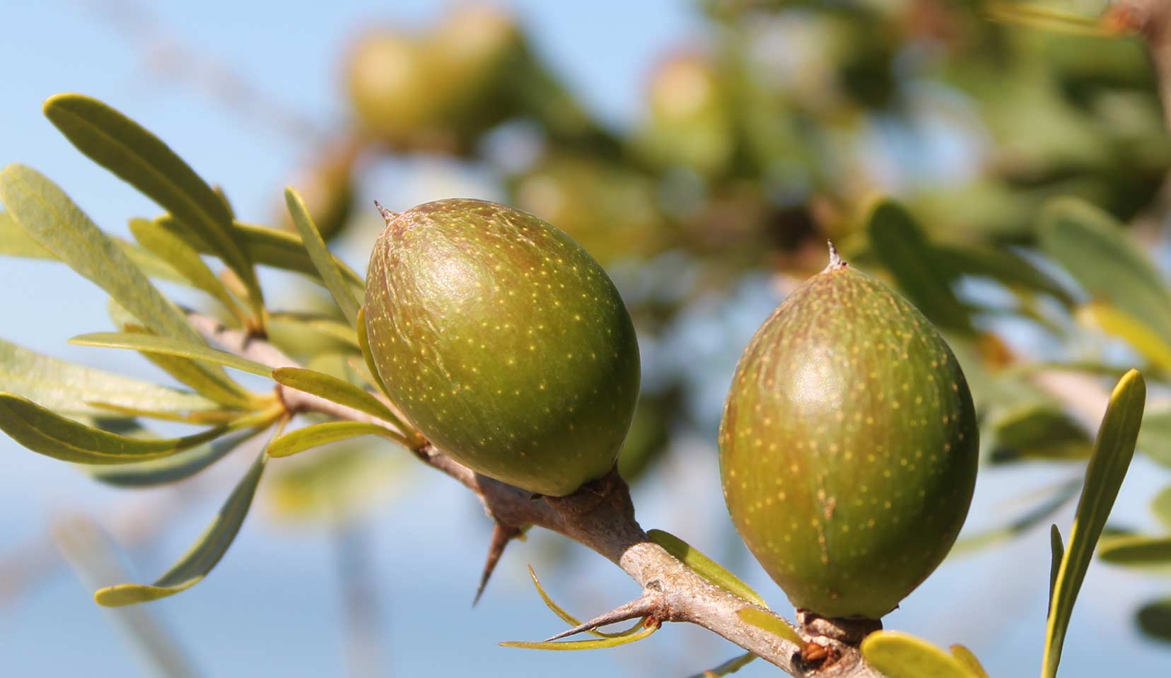 Argan (Arganier)