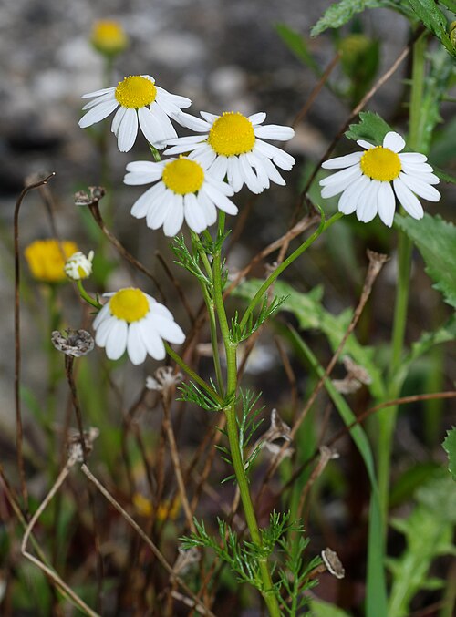 Camomille