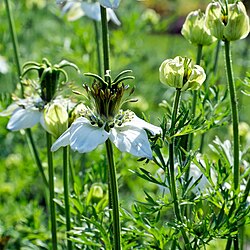 Nigelle